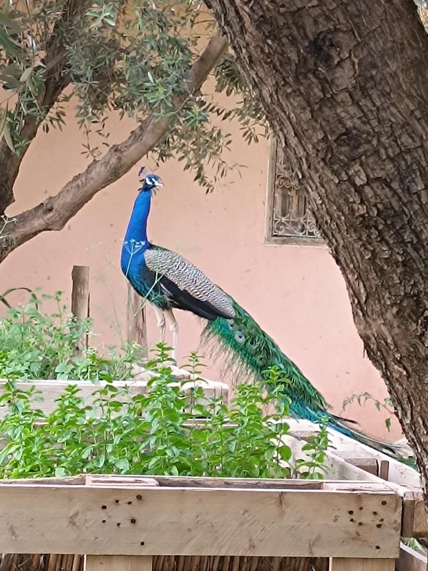 Jardin Sakina - Chambre D'Hotes Oulad Moumene Zewnętrze zdjęcie