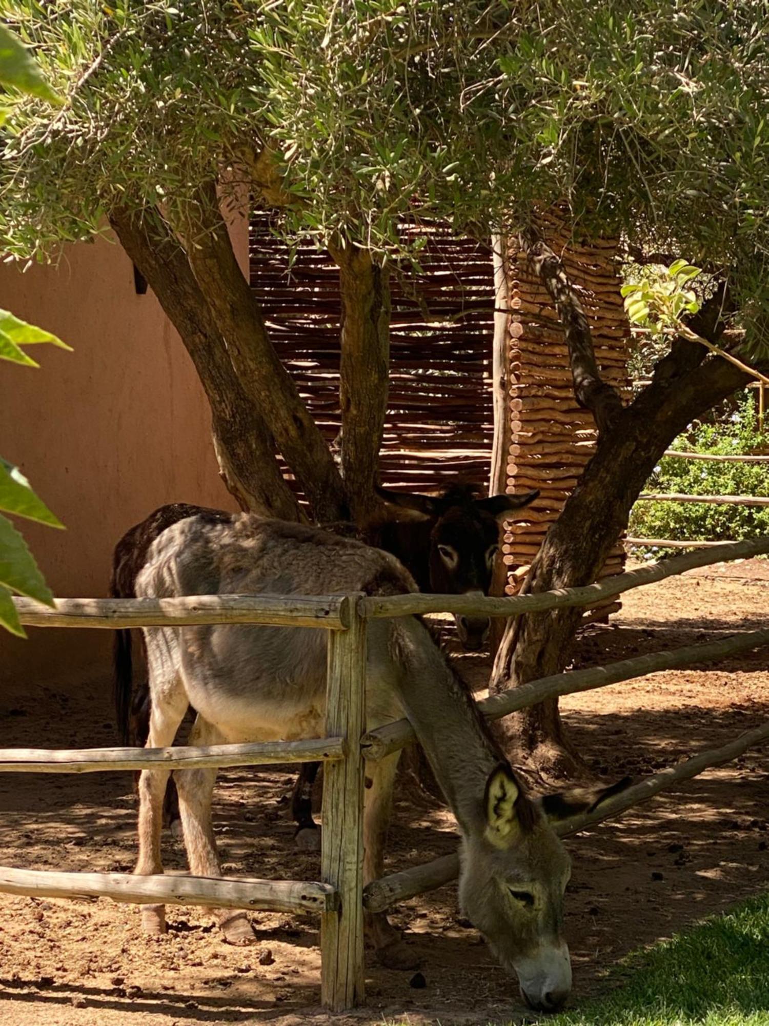 Jardin Sakina - Chambre D'Hotes Oulad Moumene Zewnętrze zdjęcie
